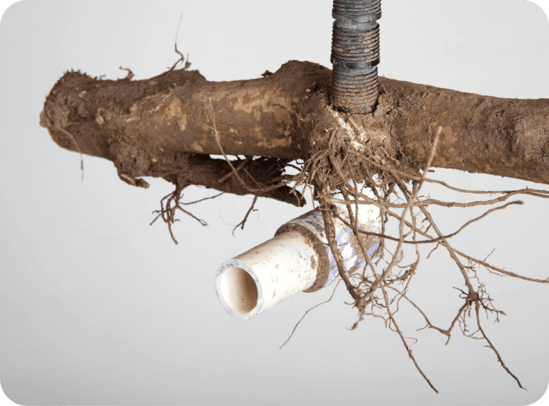 Tree Root Invasion Services